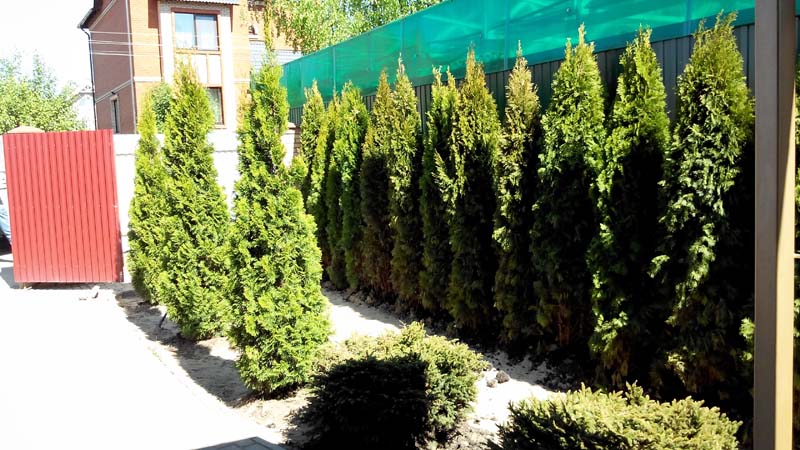 Посадка туи