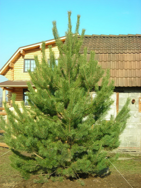 Шереметьево