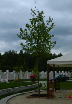 Дуб черешчатый