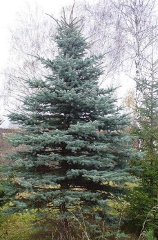 Ель голубая
Высота 7 – 8 метра