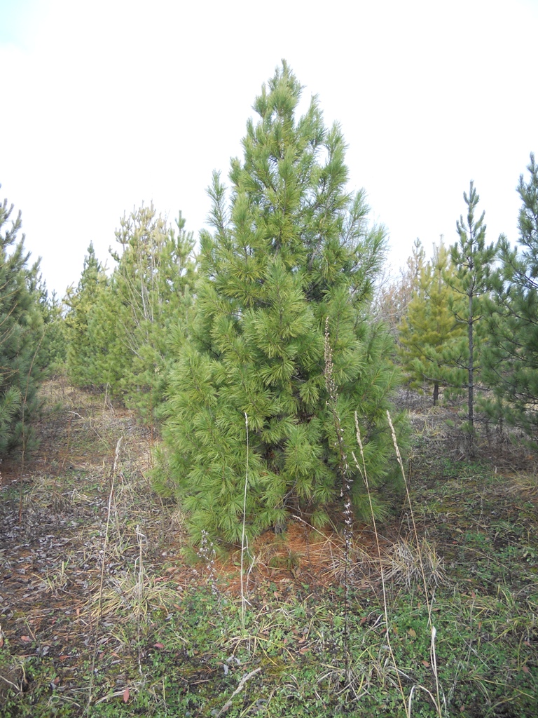 Посадка кедра сибирского