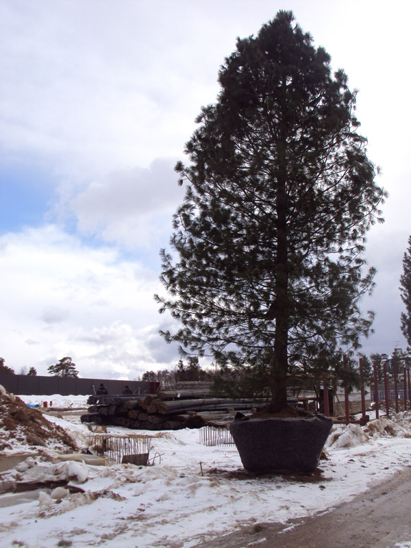 Посадка кедра сибирского