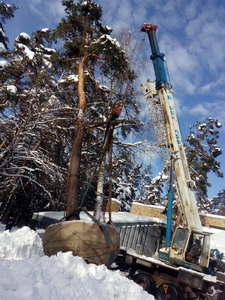 Пересадка деревьев (крупномеров)