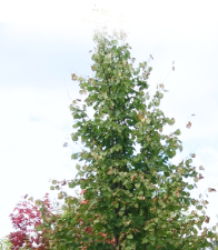 Липа мелколиственная