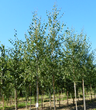 Берёза бородавчатая