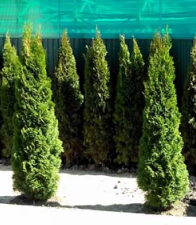 Туя смарагд