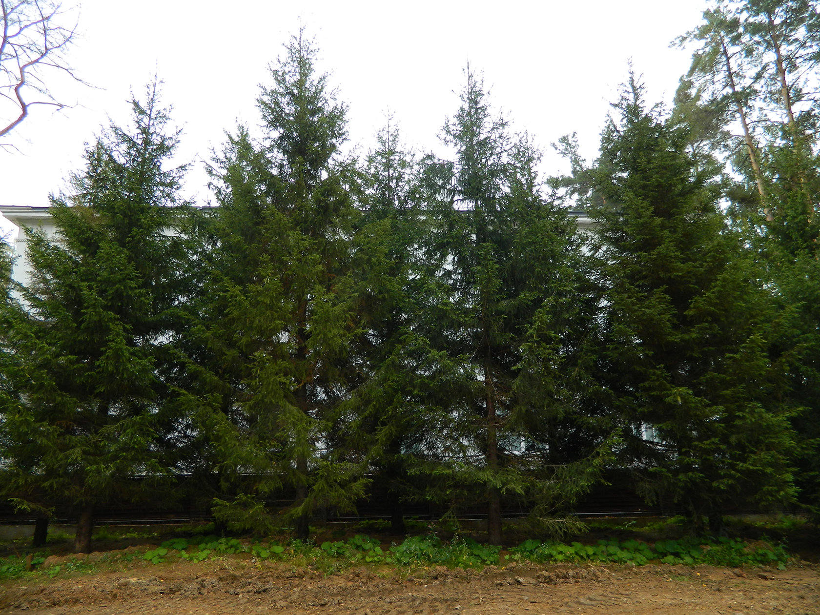 Ель обыкновенная от 10 до 12 м